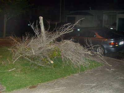 Fallen Tree 6.jpg