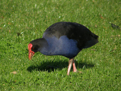 Pukeko.jpg