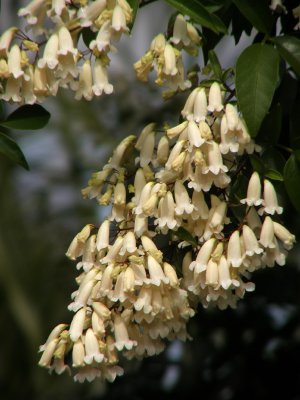 Blooms.jpg