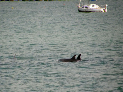 3 Dolphins sm.jpg