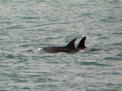 2 Dolphins sm.jpg