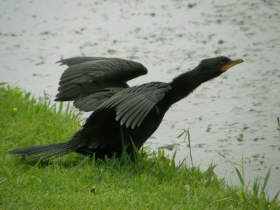 Cormorant 1.jpg