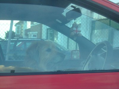 A dog in a car. He was there for quite some time, probably getting bored and dreaming of a...