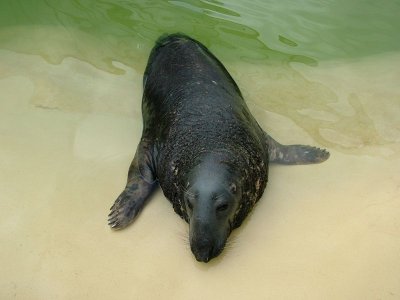 The National Seal Sanctuary in Gweek.