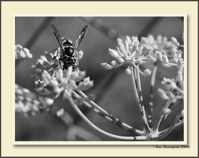 Busy Under The Sun BW
