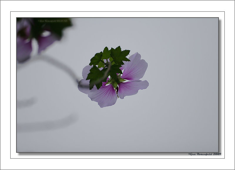 Reaching For The Light