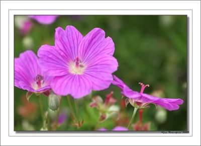 My Gardens In April '07