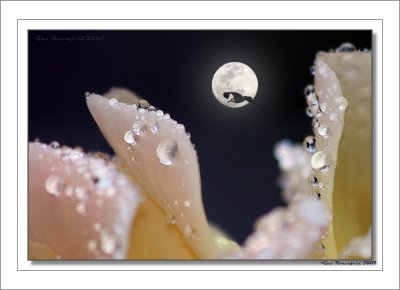 Flying By Moon-Light Up Drop Canyon