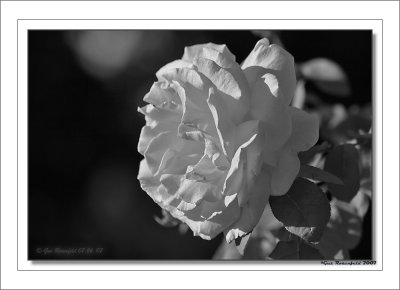 A Rose Catches Intense Afternoon Light