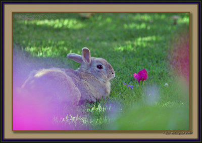 Charlie - My Neighbor And New Best Friend