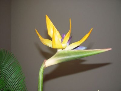 Hoa lạ xứ người - Bird of paradise