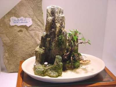 Cây đa bến cũ - Bonsai on the rock