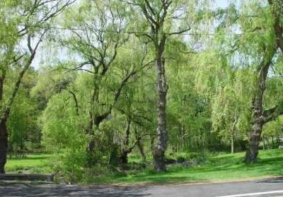Mùa xuân trong công viên - Spring in the park