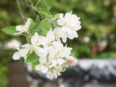 Hoa mùa xuân - Spring flowers