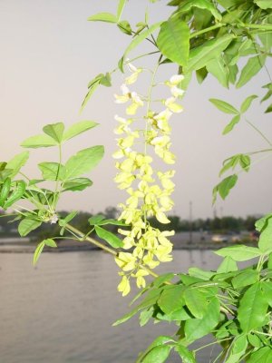 Hoa ven ho _DSC00812.jpg