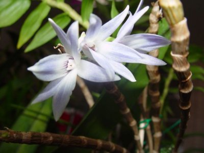 orchids_DSC06146.jpg