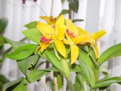 Orchids_home grown_DSC06098.jpg