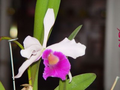 orchids_homegrown DSC06101.jpg