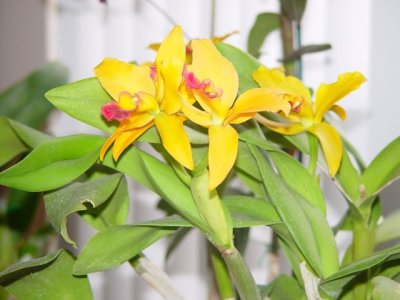 orchids_homegrown_DSC06099.jpg