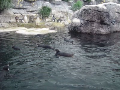 Penguin_DSC05658.jpg