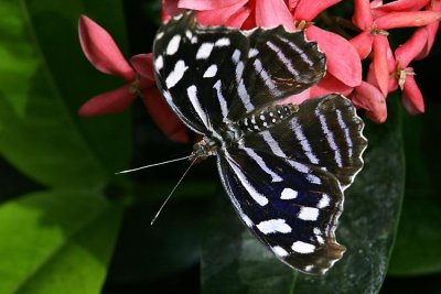 Butterflies at Brookside Gardens