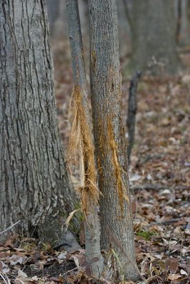 CRW_3365.jpg
