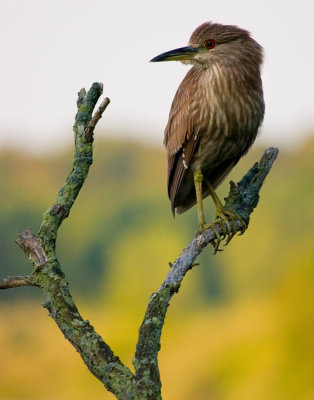 Black Crowned Night Heron