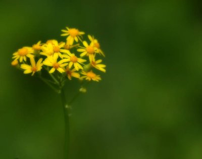 CRW_7429.jpg