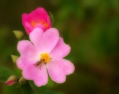 CRW_9295.jpg