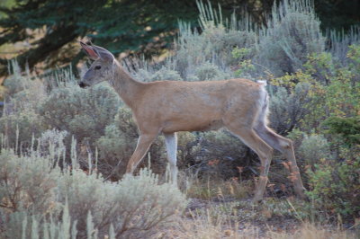 DSC_1573.JPG