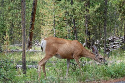 DSC_1684.JPG