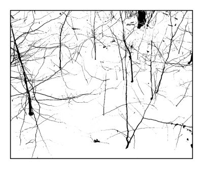Twigs.jpg