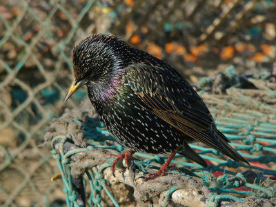 615 Starling on crab basket.jpg