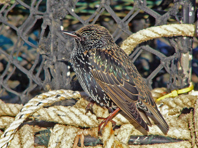 616 Starling on rope.jpg