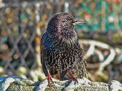 621 Starling on rope.jpg