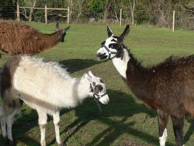 809 El pacas.jpg