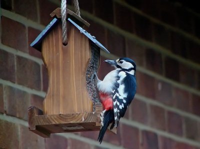 740a Woodpecker.jpg