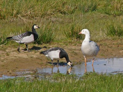 Titchfield Haven Nature Reserve