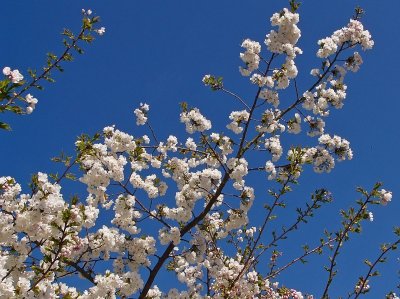 852a White blossom.jpg