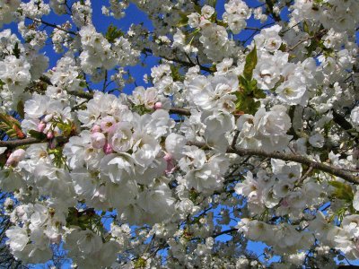 853 White blossom.jpg