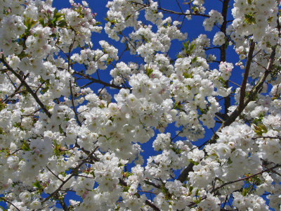 855 White blossom.jpg