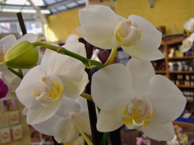 859 White orchids.jpg