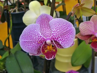 860a Purple orchid.jpg
