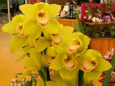 862a Yellow orchids.jpg