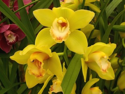 866a Yellow orchids.jpg