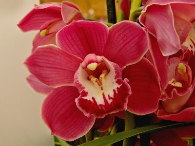 867 Pink  cream orchid.jpg