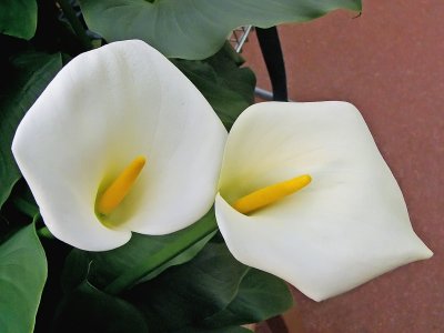 868a Lillies.jpg