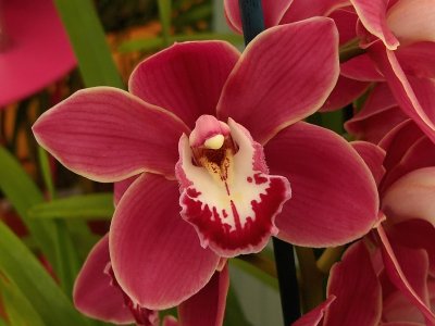 870a Crimson  cream orchid.jpg