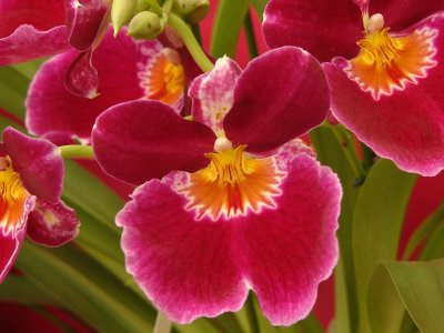 Brambridge Garden Centre