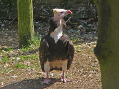 880 Vulture.jpg
